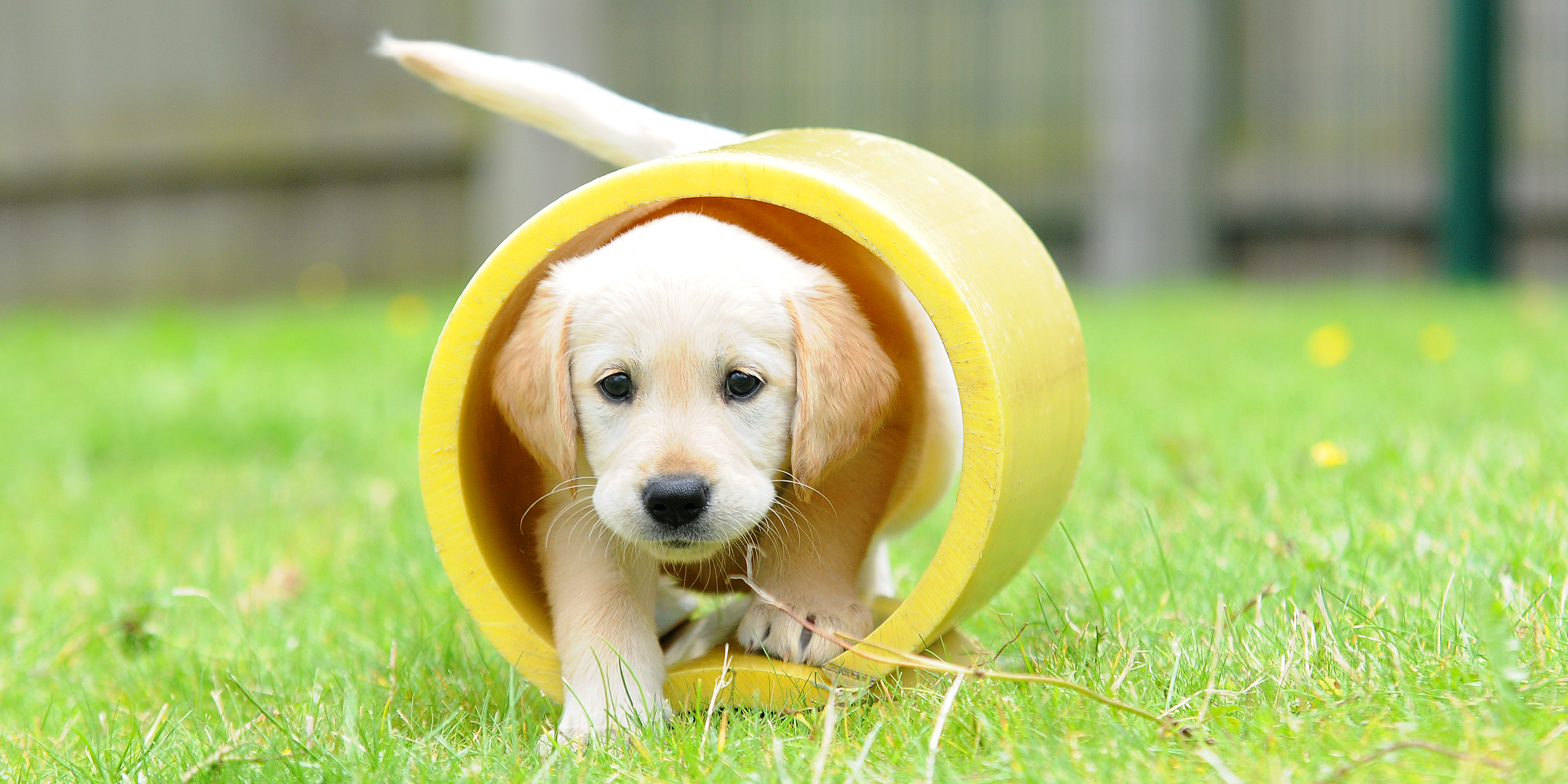 Goldie 6 Weeks _39_ (002).jpg